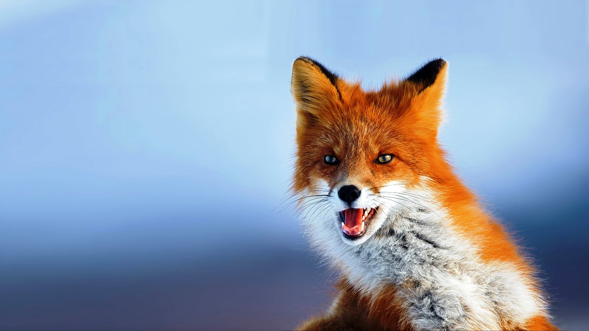 Selection Of Image Fox In HD Quality