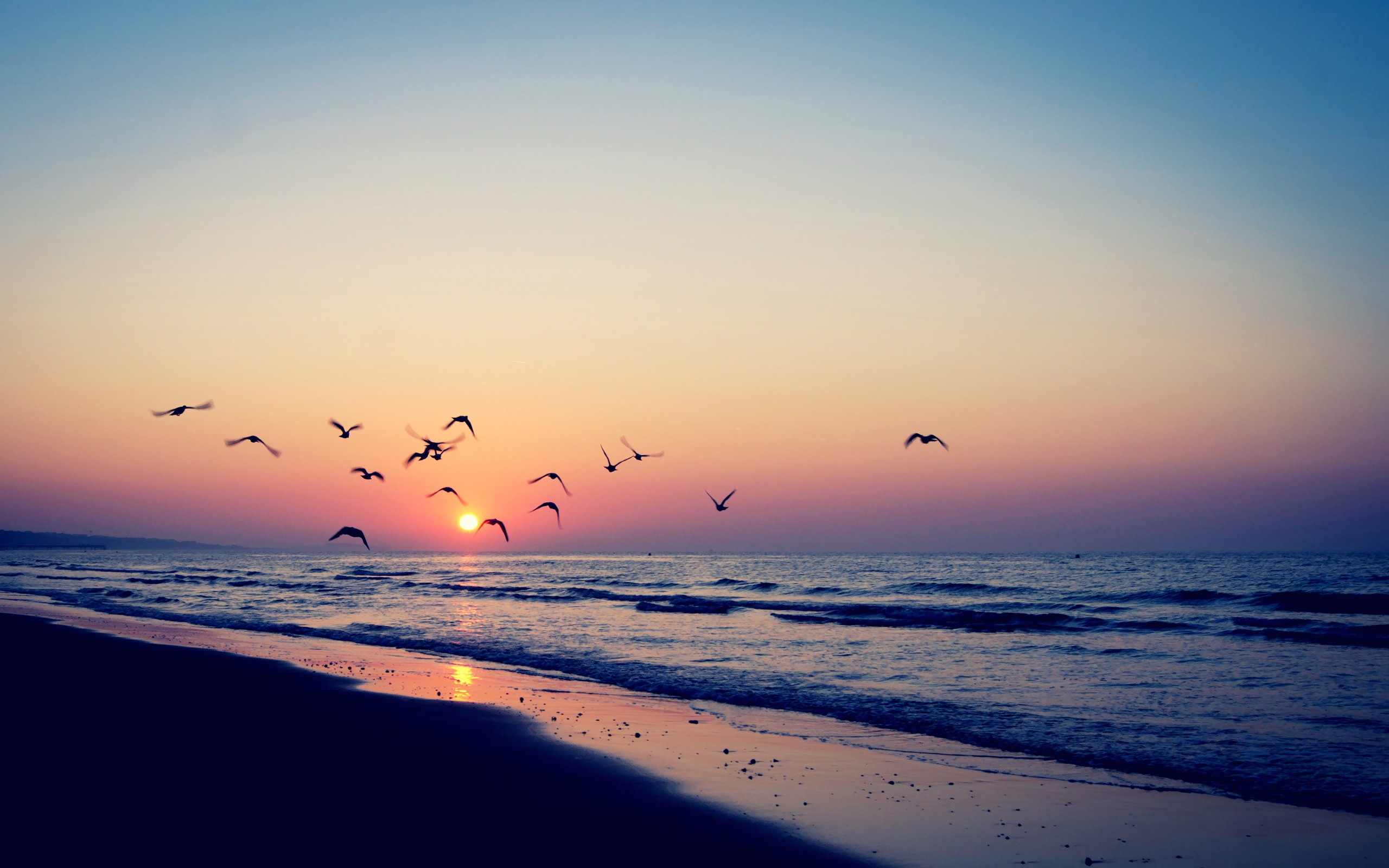 Sunsets Nature Beach Sea Birds Vintage Photography Seascapes Wallpaper