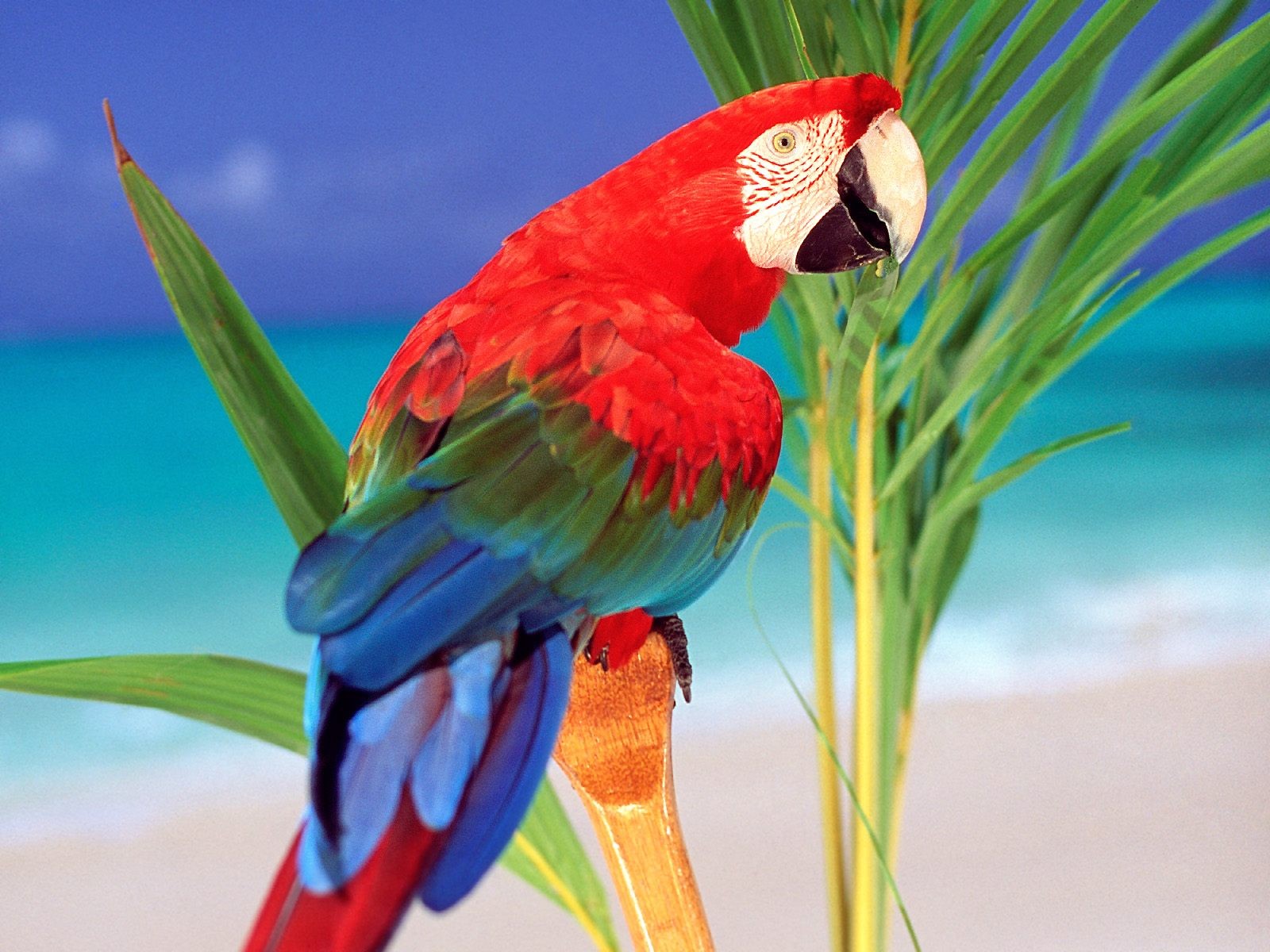 Birds parrots Scarlet Macaws wallpaper 1600x1200