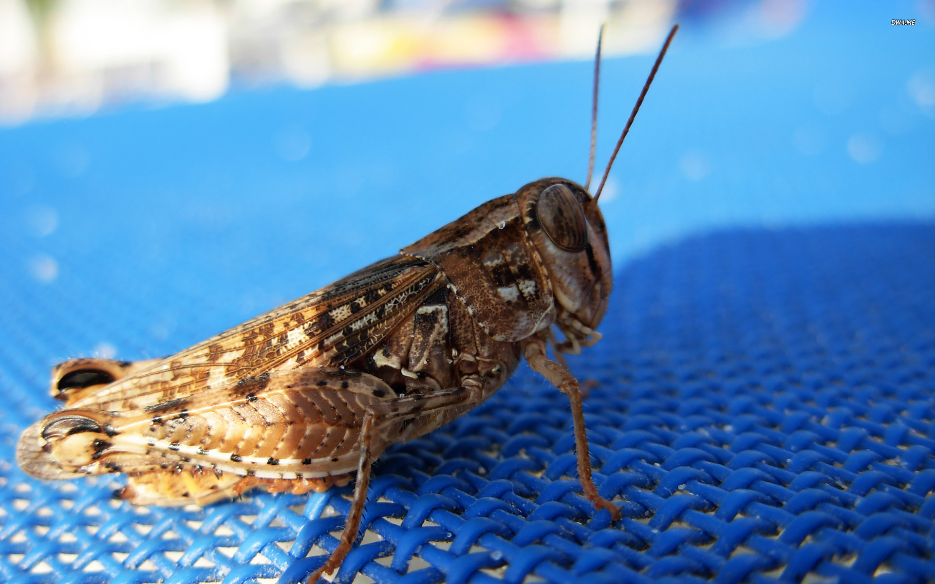 Grasshopper Wallpaper Animal