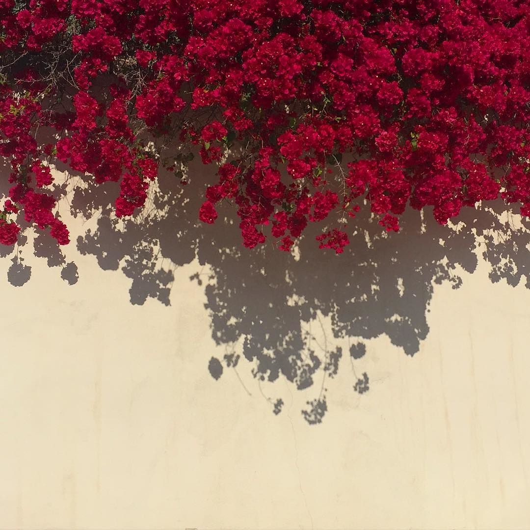 Flower Aesthetic Background Red Wallpaper