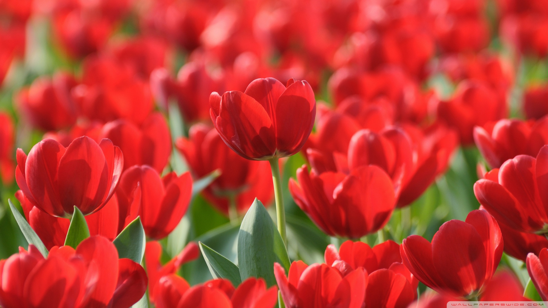 Red Tulips Wallpaper Wallpoper Field Of