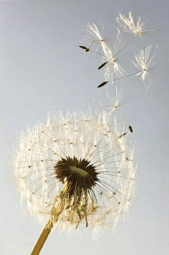 Flying Dandelion Bunga Gyggc0rklprqoe66 Wallpaper