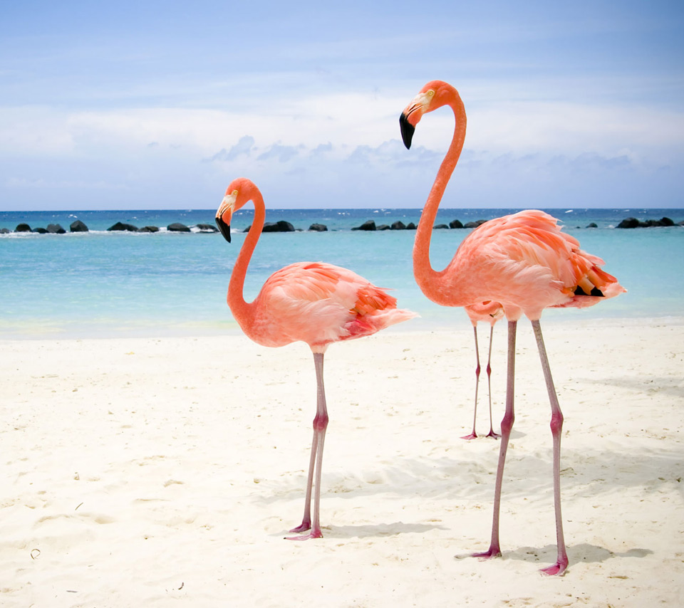 Beach Beaches Flamingo Flamingos Elegant Beautiful Blue White Sand
