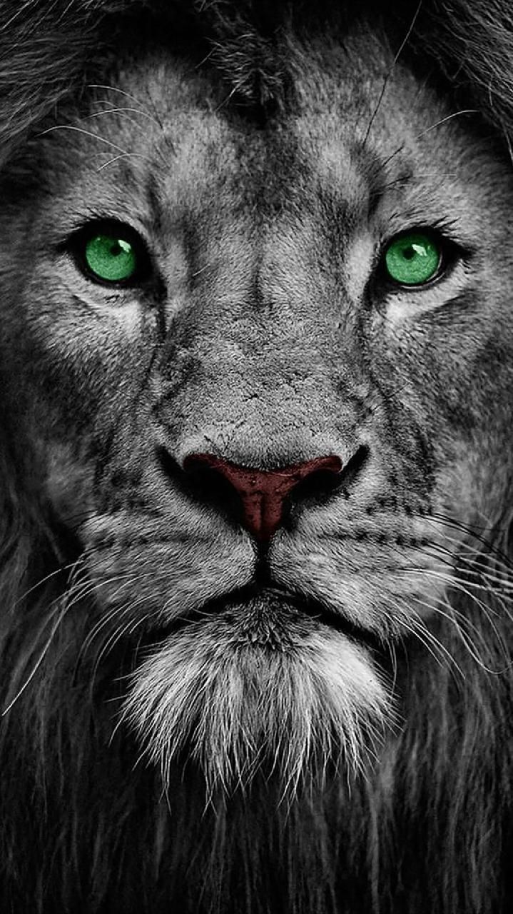 Poss Vel Um Dia Desses Fazer Assim T O Real Lion Eyes