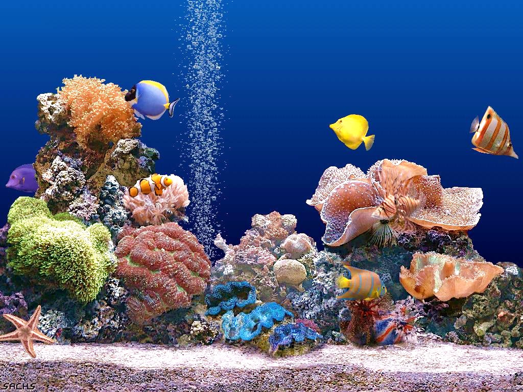 Beautiful Coral Reefs Wallpaper Reef Photo