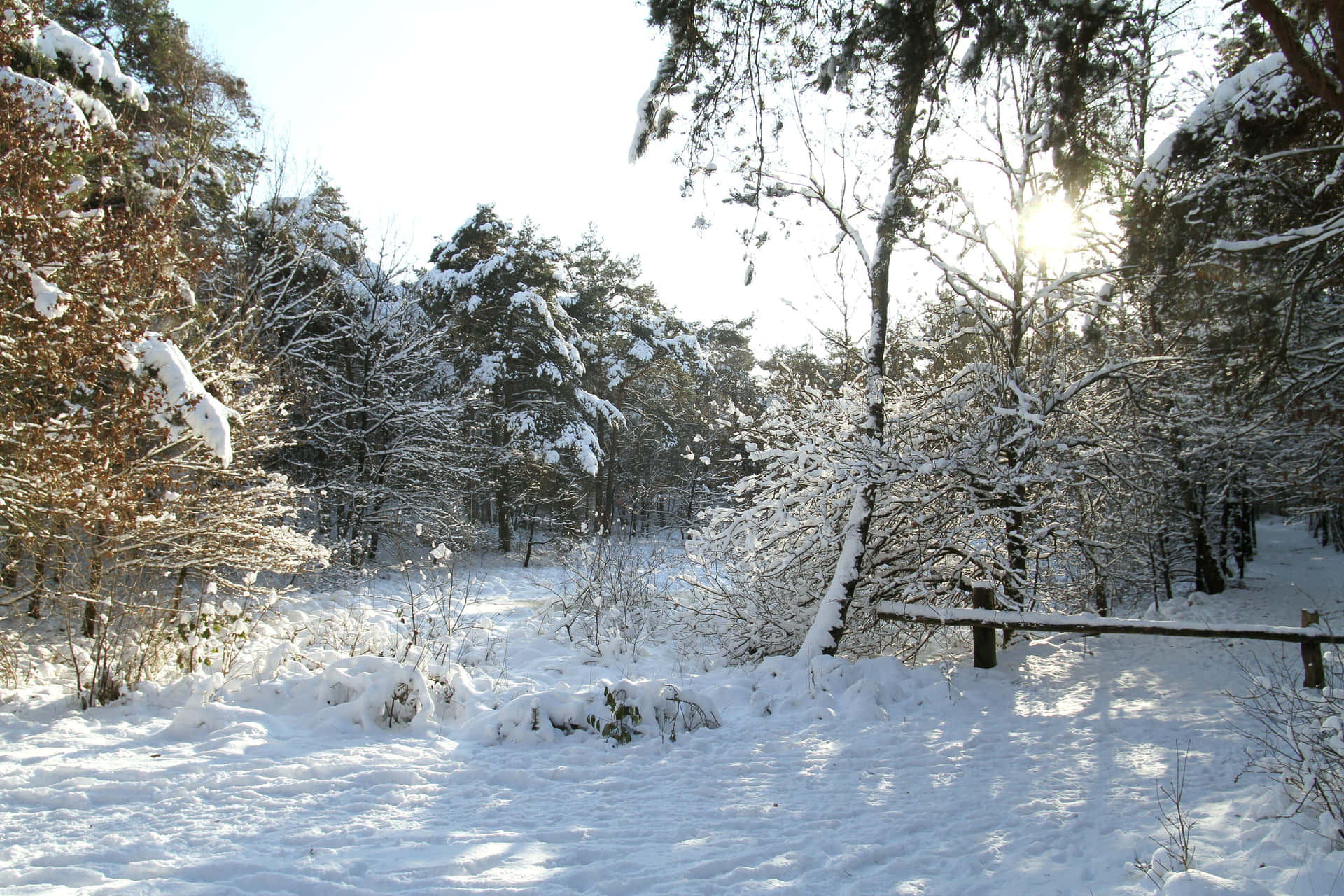 Tilburg Winter Wonderland Wallpaper
