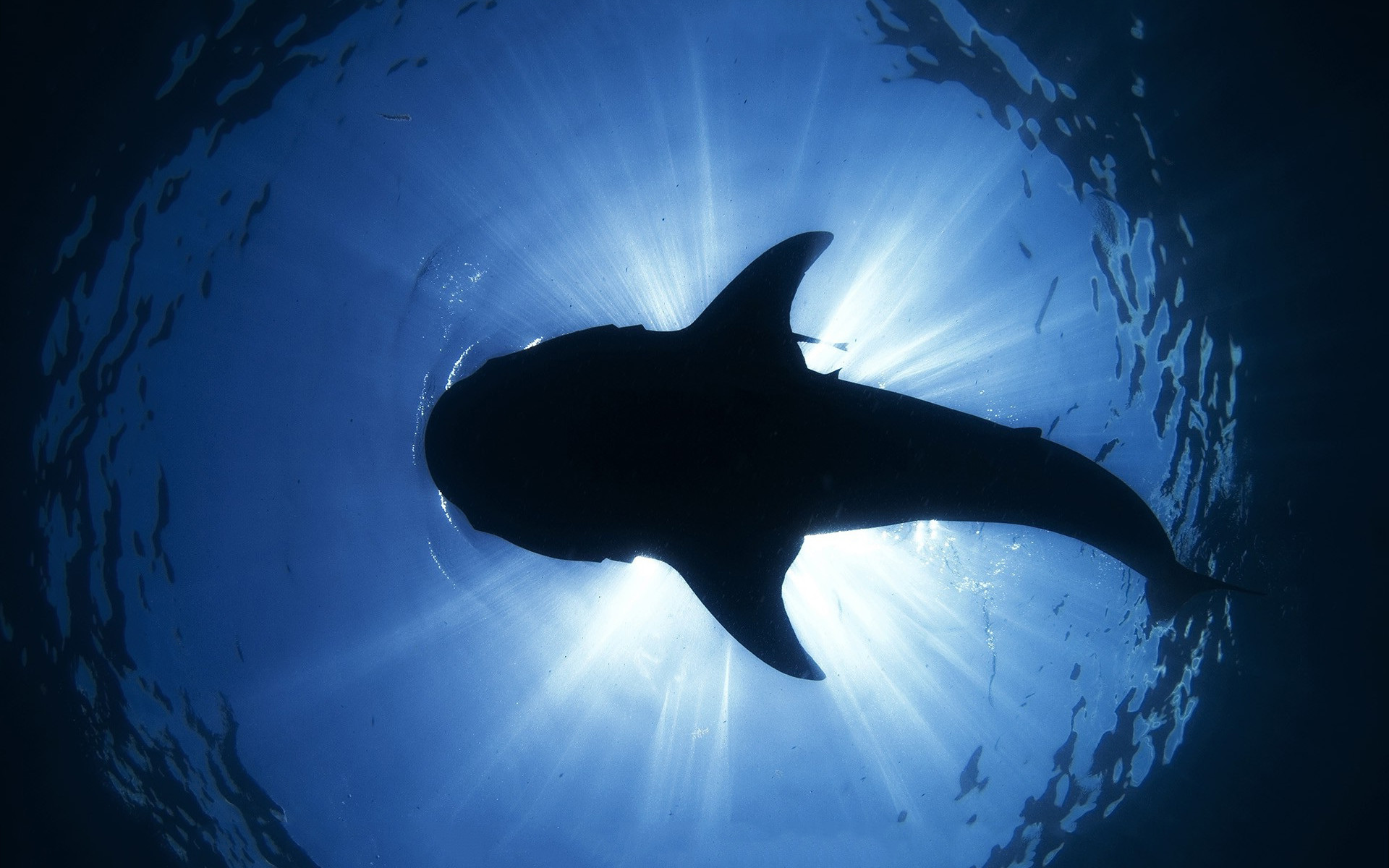 Shark Wallpaper