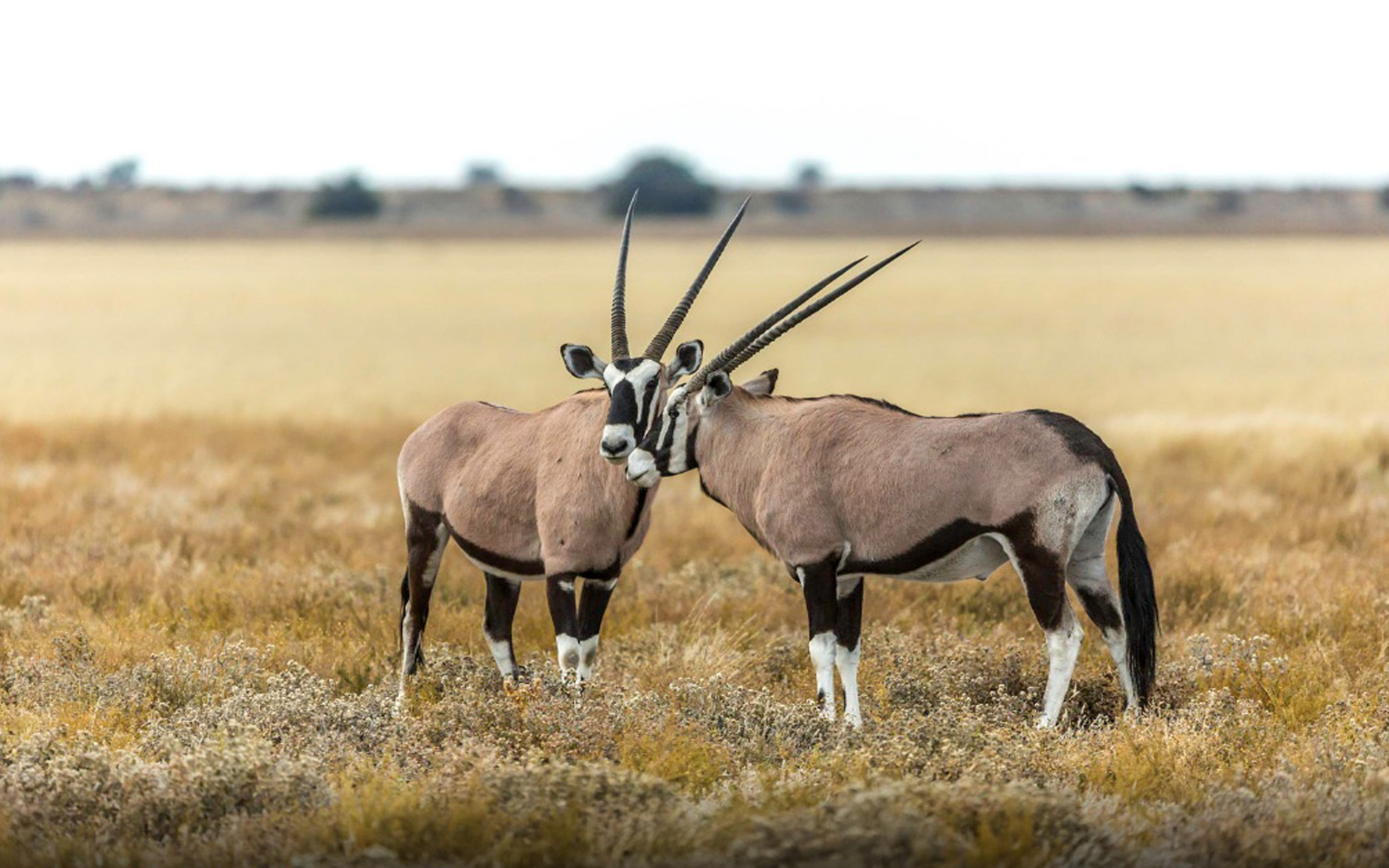 Gemsbok Oryx Gazella In The South Africa HD Desktop Wallpaper