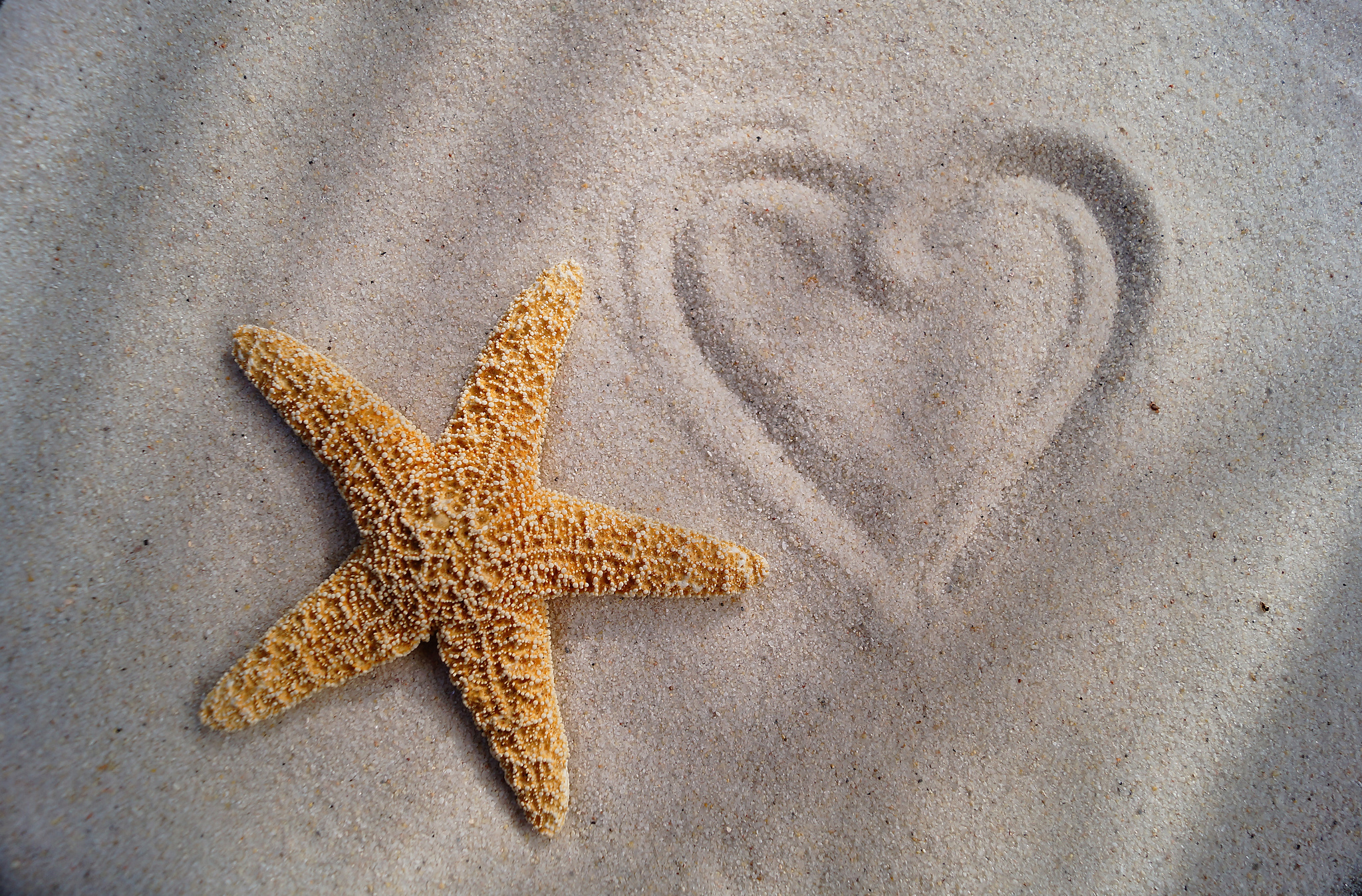 photo Starfish wallpaper  I love the beach Ocean Beach