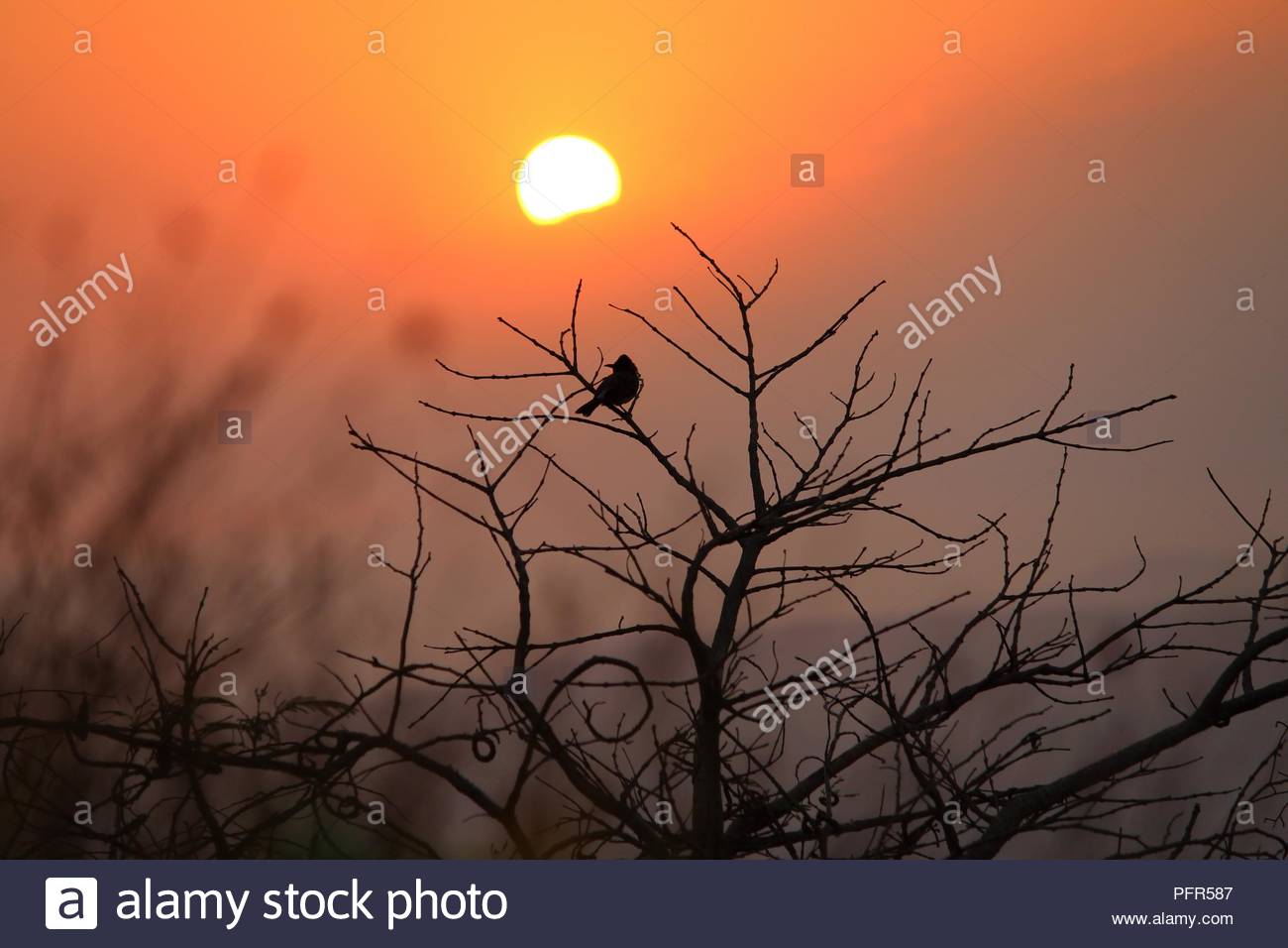 Bird Photographed On Early Morning With Background Of Rising Son