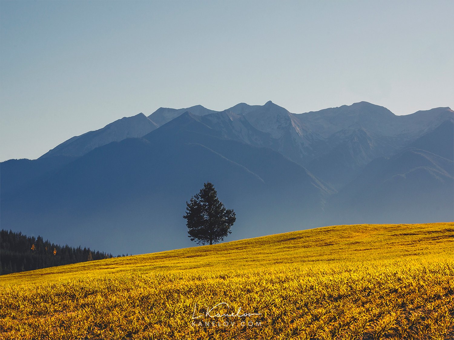 Lonely tree on a field with a mountain background Nature print by