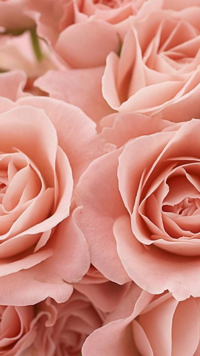 Pink Roses iPhone Wallpaper