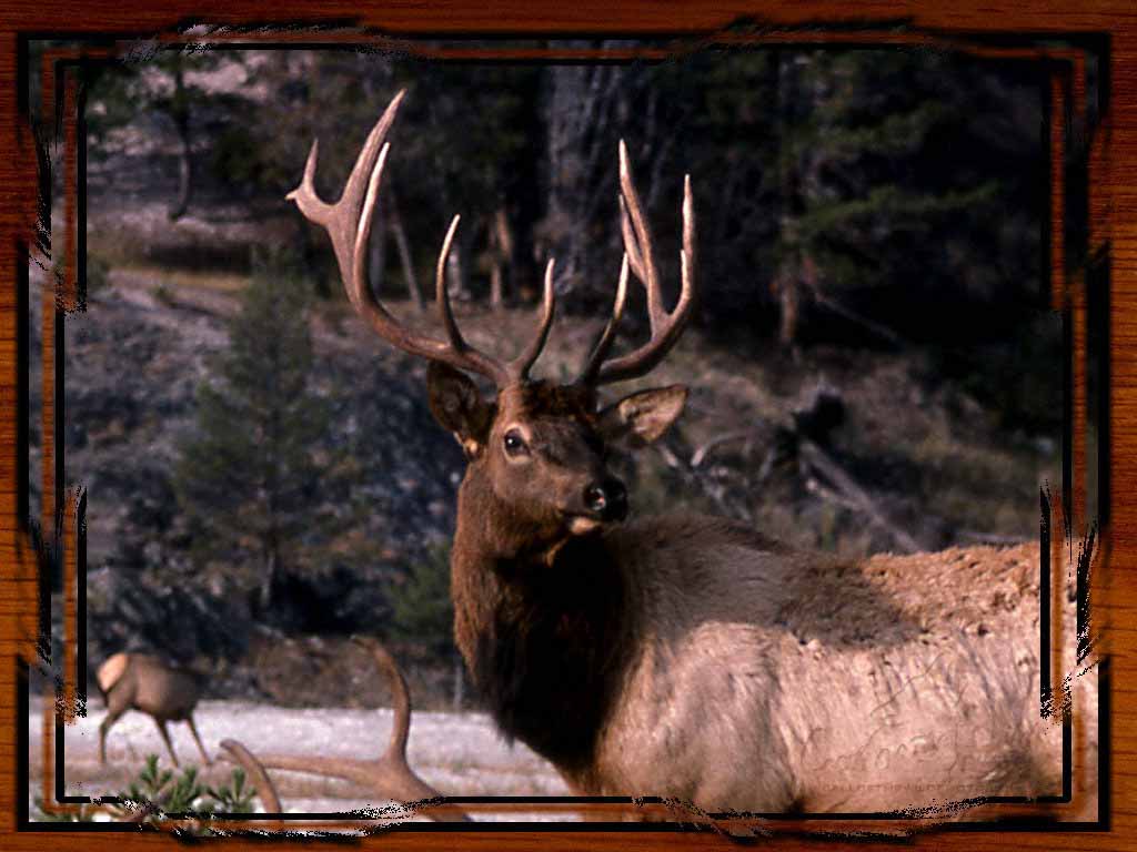 Elk Wallpaper7 Wallpaper