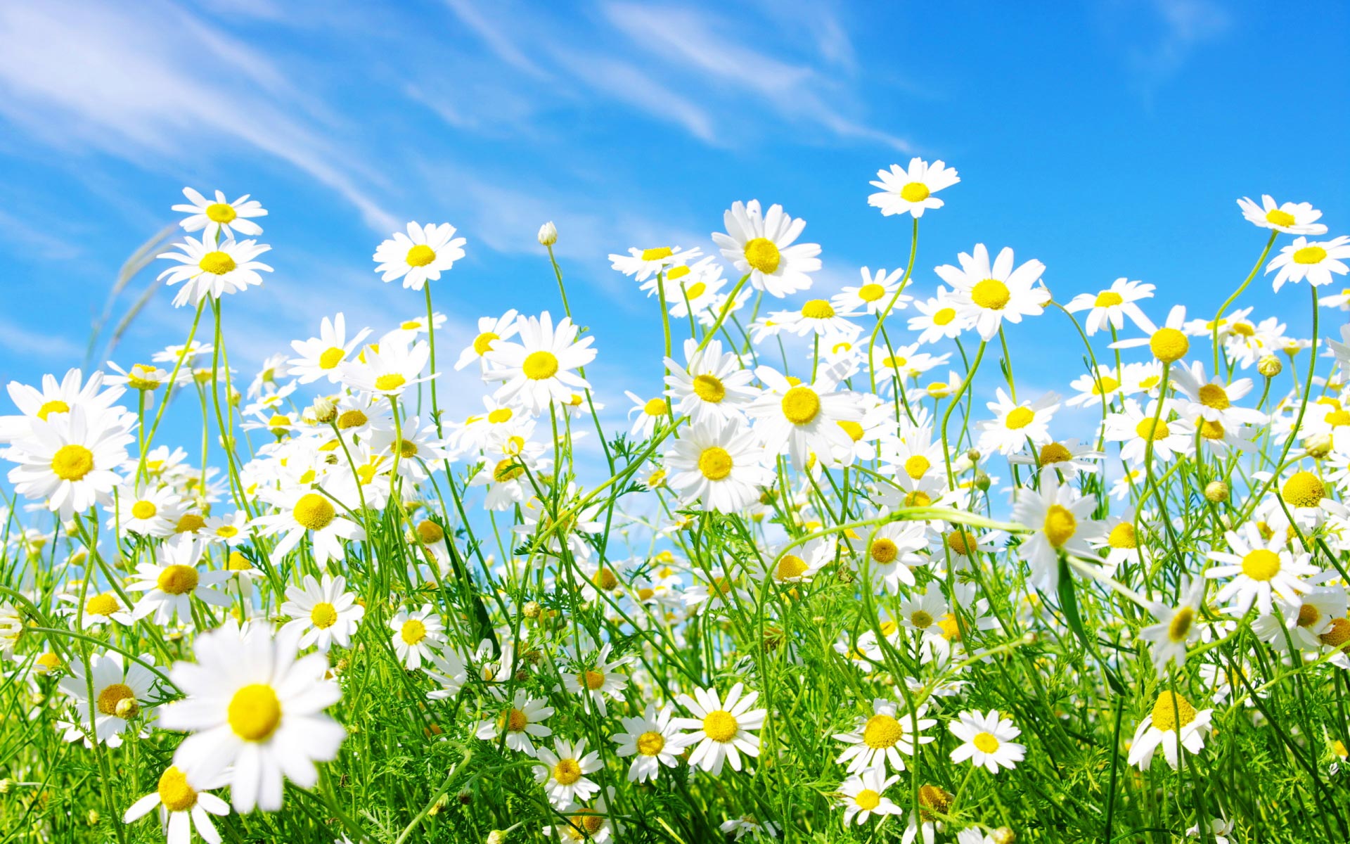 download free desktop backgrounds for spring which is under the spring