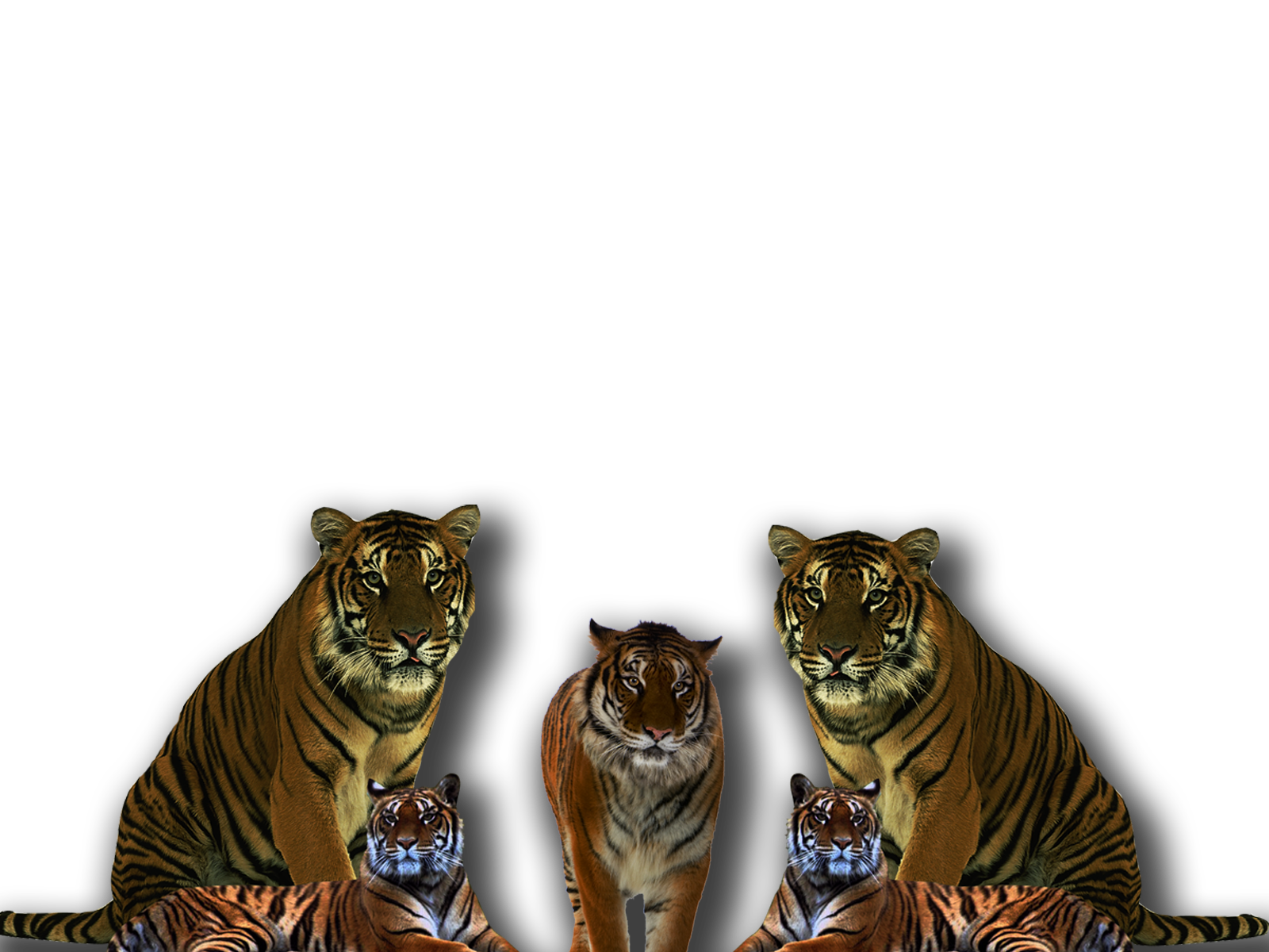 Free Download Tiger Pngpng 1600x1200 For Your Desktop Mobile Tablet Explore 73 Png Wallpaper Tumblr Png Wallpapers Galaxy Wallpaper Png Hd Wallpaper Png