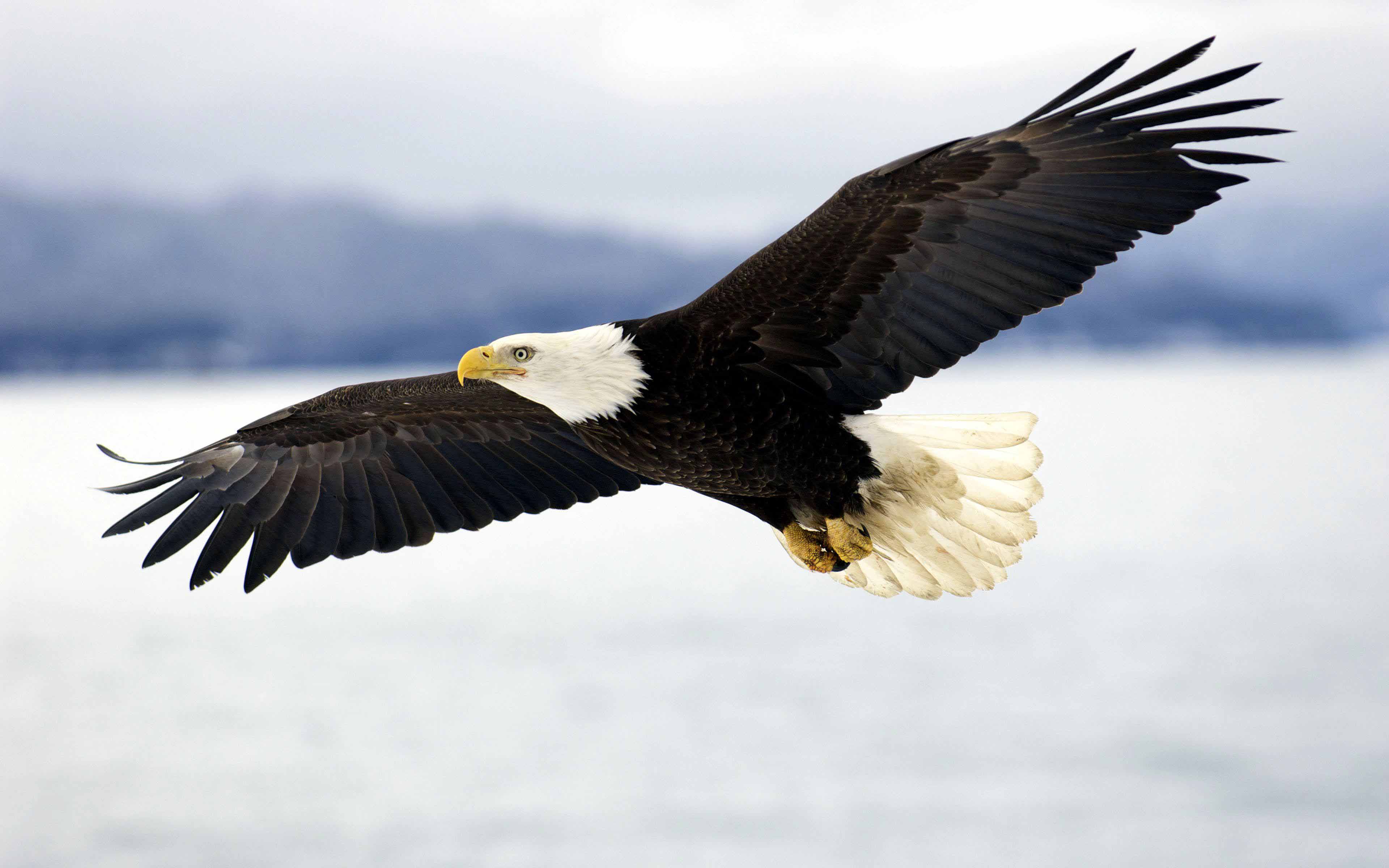 Bald Eagle In Flight HD Wallpaper