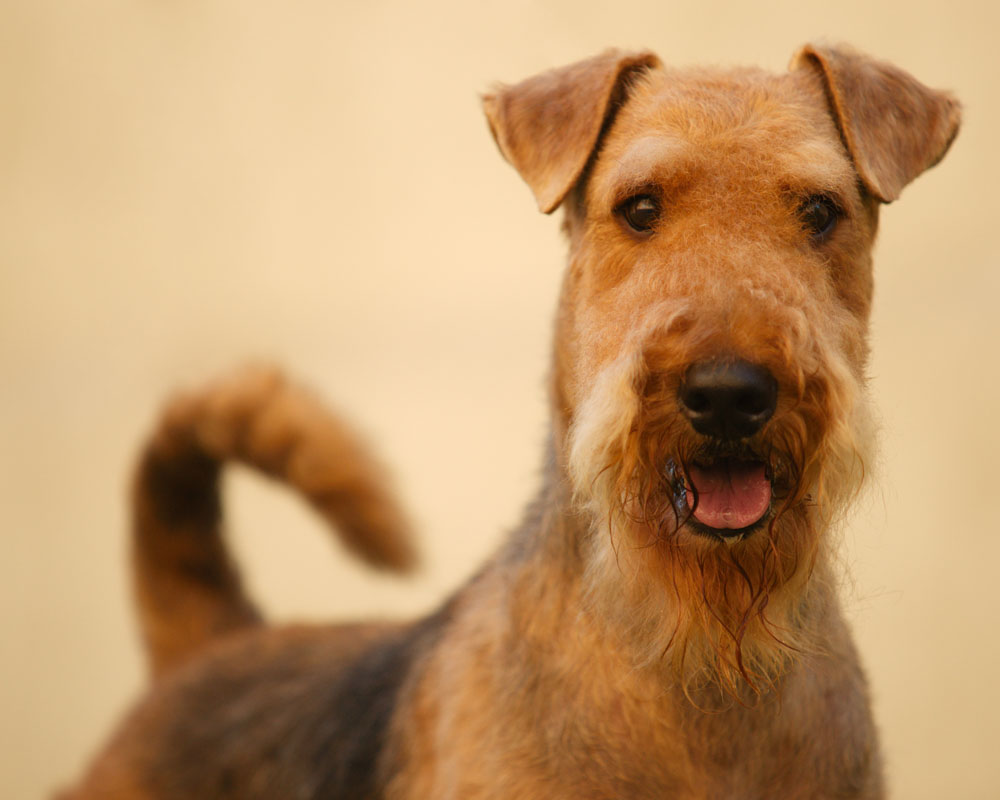 Airedale Terrier Macro Photo And Wallpaper Beautiful