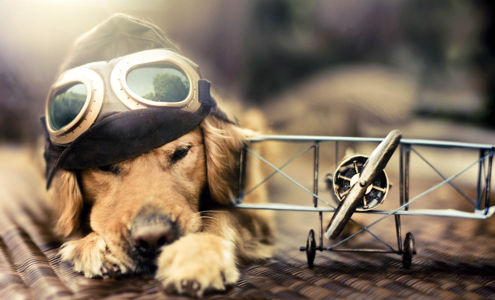 Cool Dogs HD Wallpaper Wallpaper202
