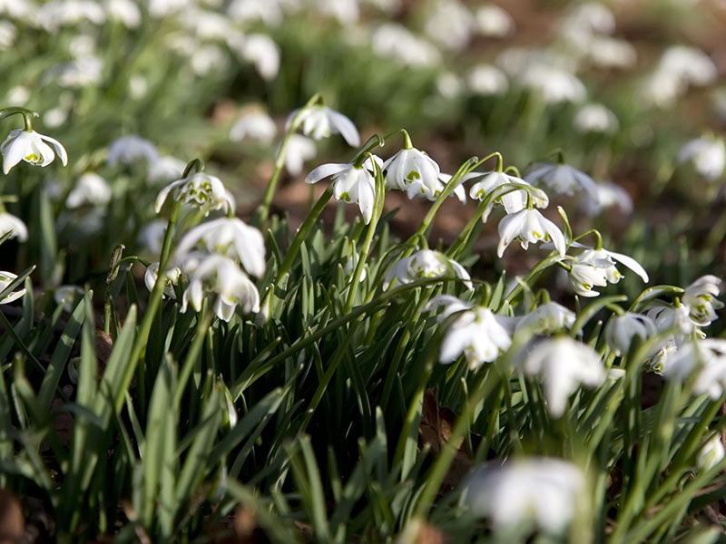 Desktop Background Of White Snow Drop Flowers In The Spring