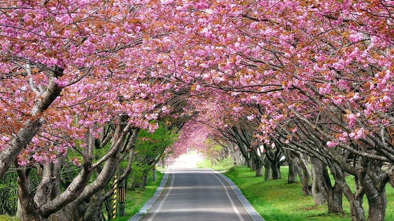 Splendid Cherry Blossom HD Wallpaper Wallpaperfx