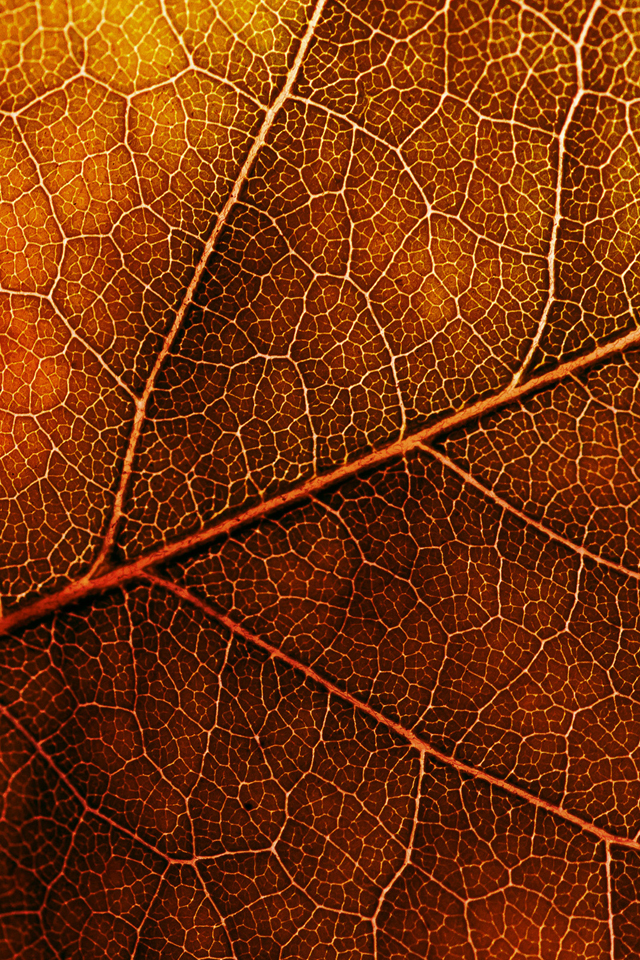 Orange Leaf iPhone Wallpaper