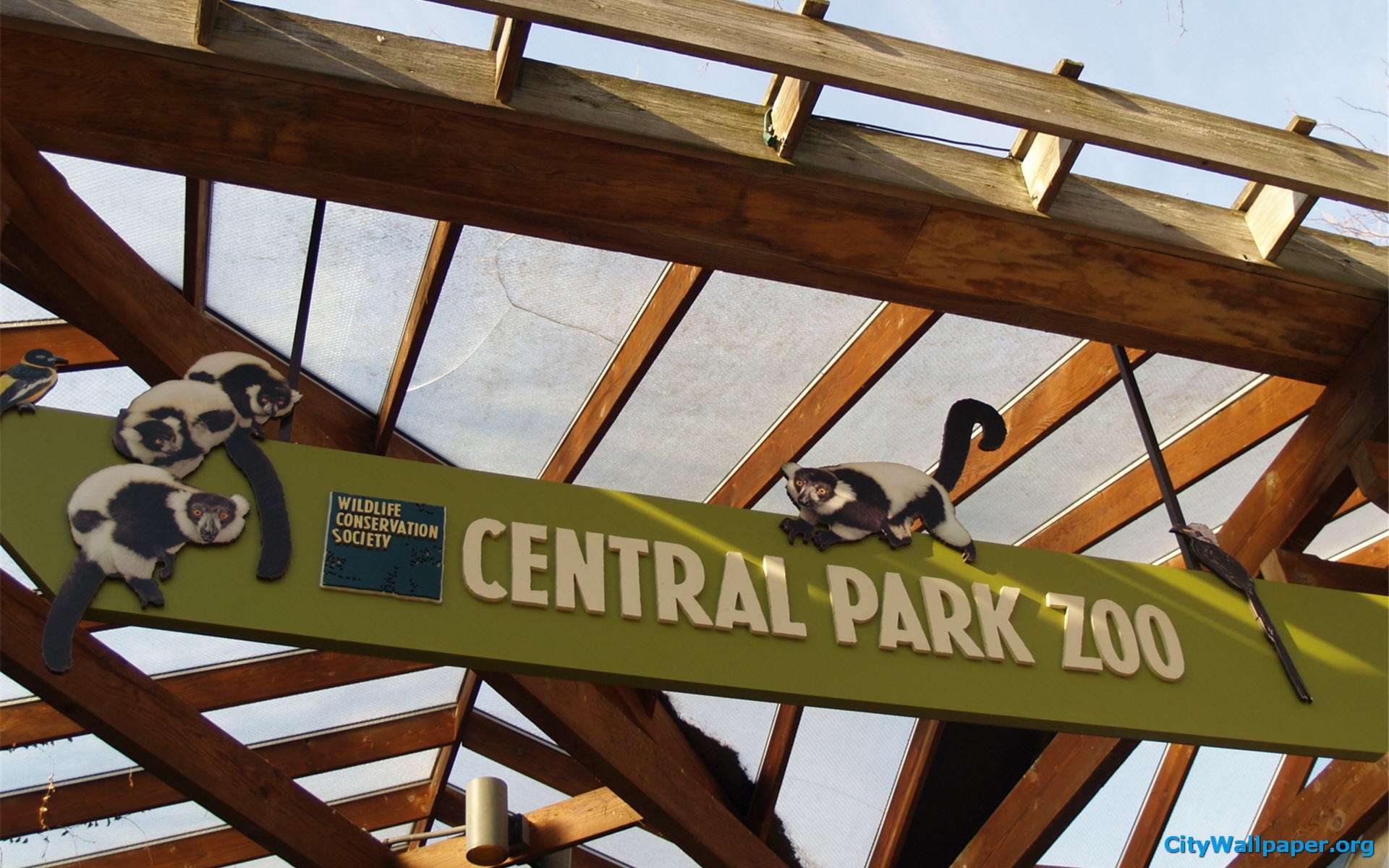 Central Park Zoo New York Wildlife HD Wallpaper And