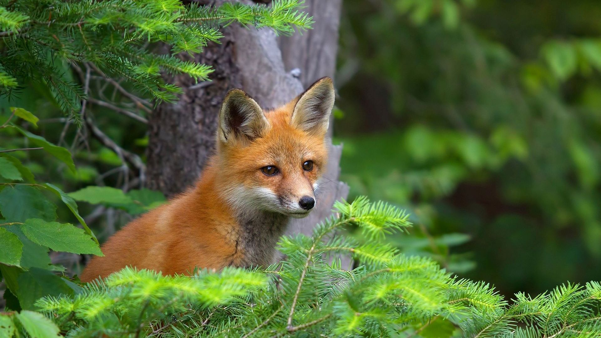 Cute Fox Cub Wallpaper