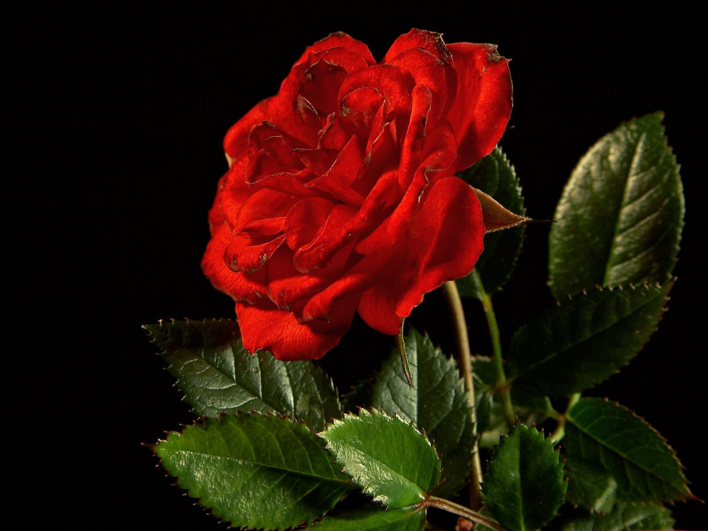 Flower Wallpaper Pictures Red Rose Flowers