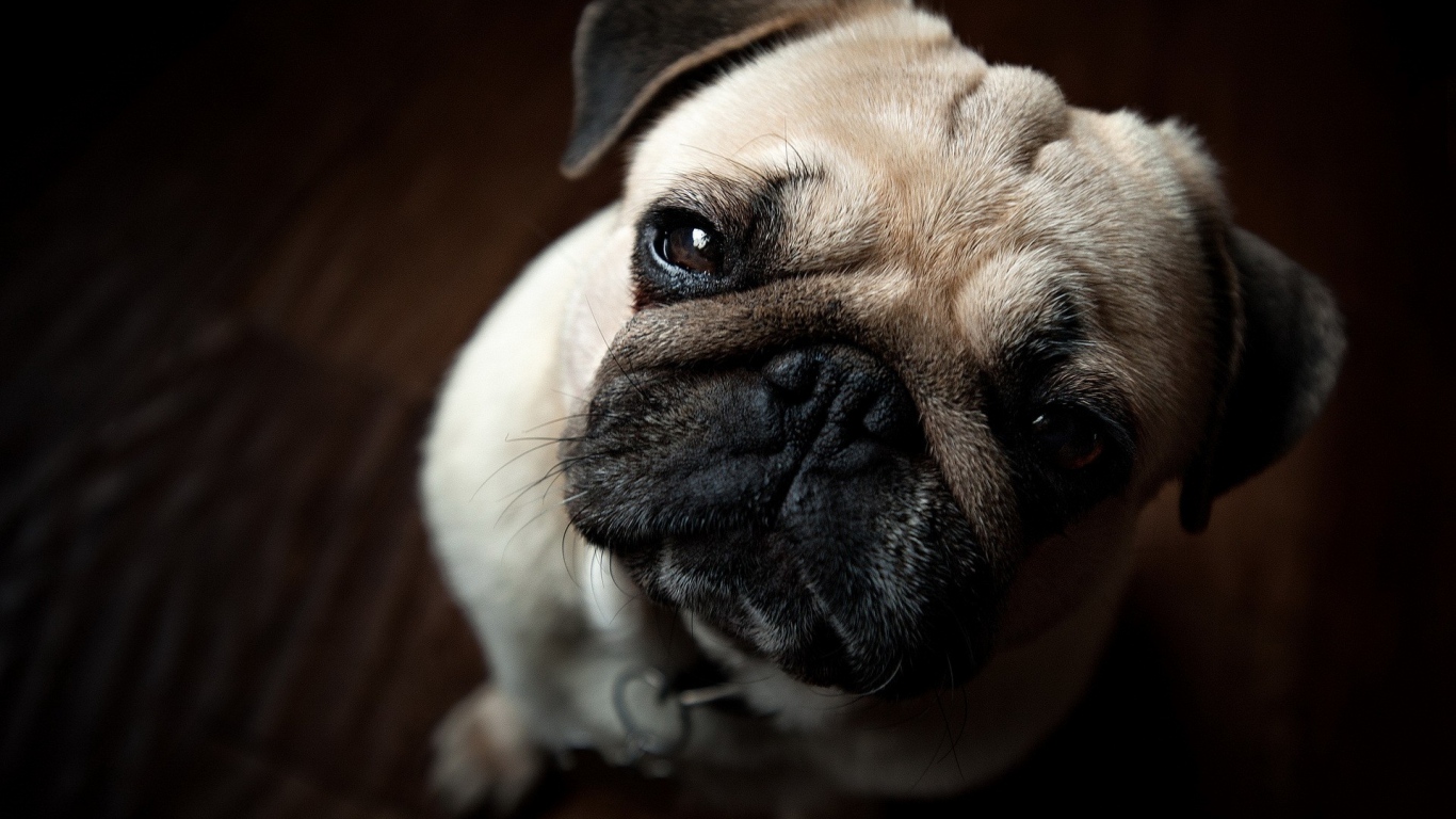 Wallpaper Dog Pug Snout Laptop Hd