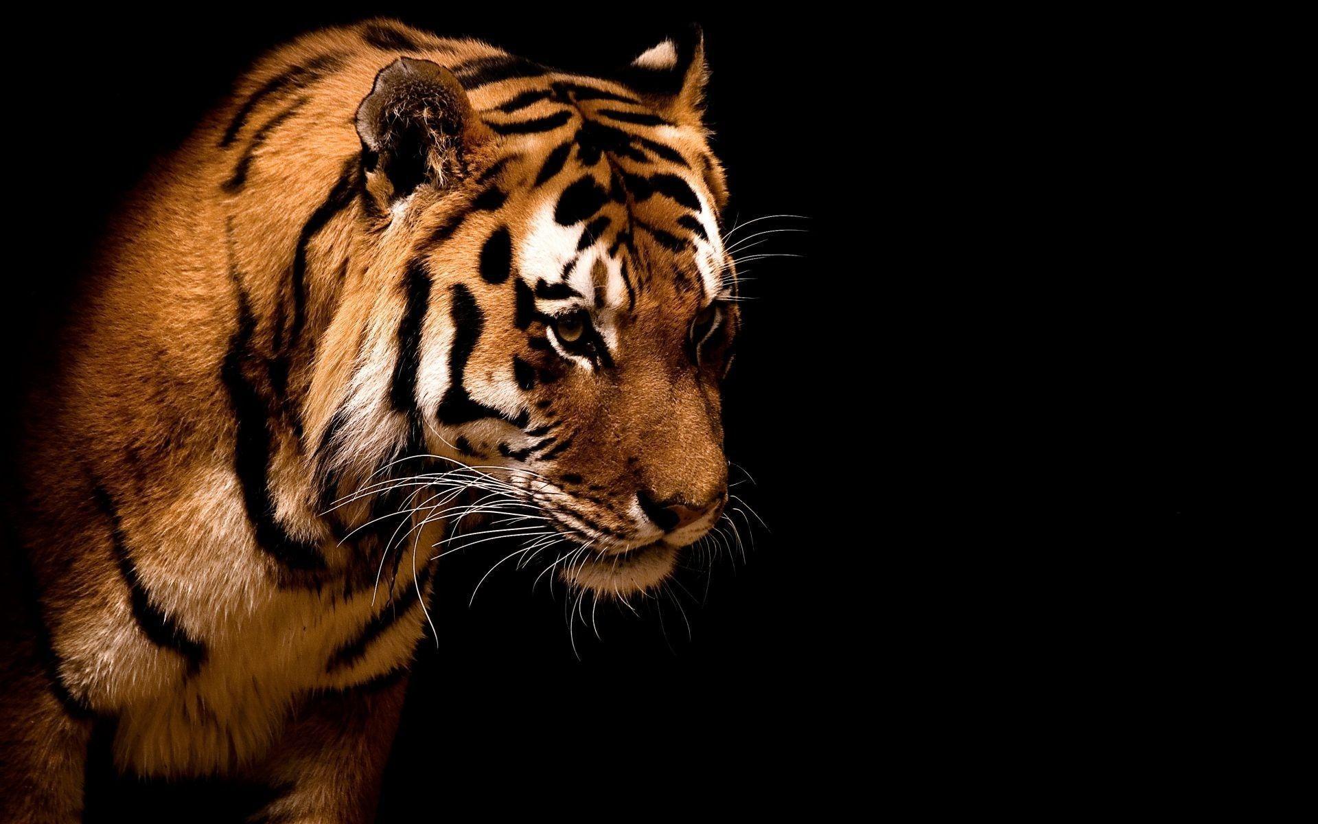 Hình nền với hình ảnh hổ rực rỡ sẽ làm cho bất kỳ ai cũng phải ngạc nhiên. Hãy truy cập ngay để cảm nhận được sự vẻ đẹp và sức mạnh của loài vật này. 