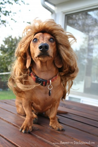 Funny Dachshund Halloween Image Pictures Becuo
