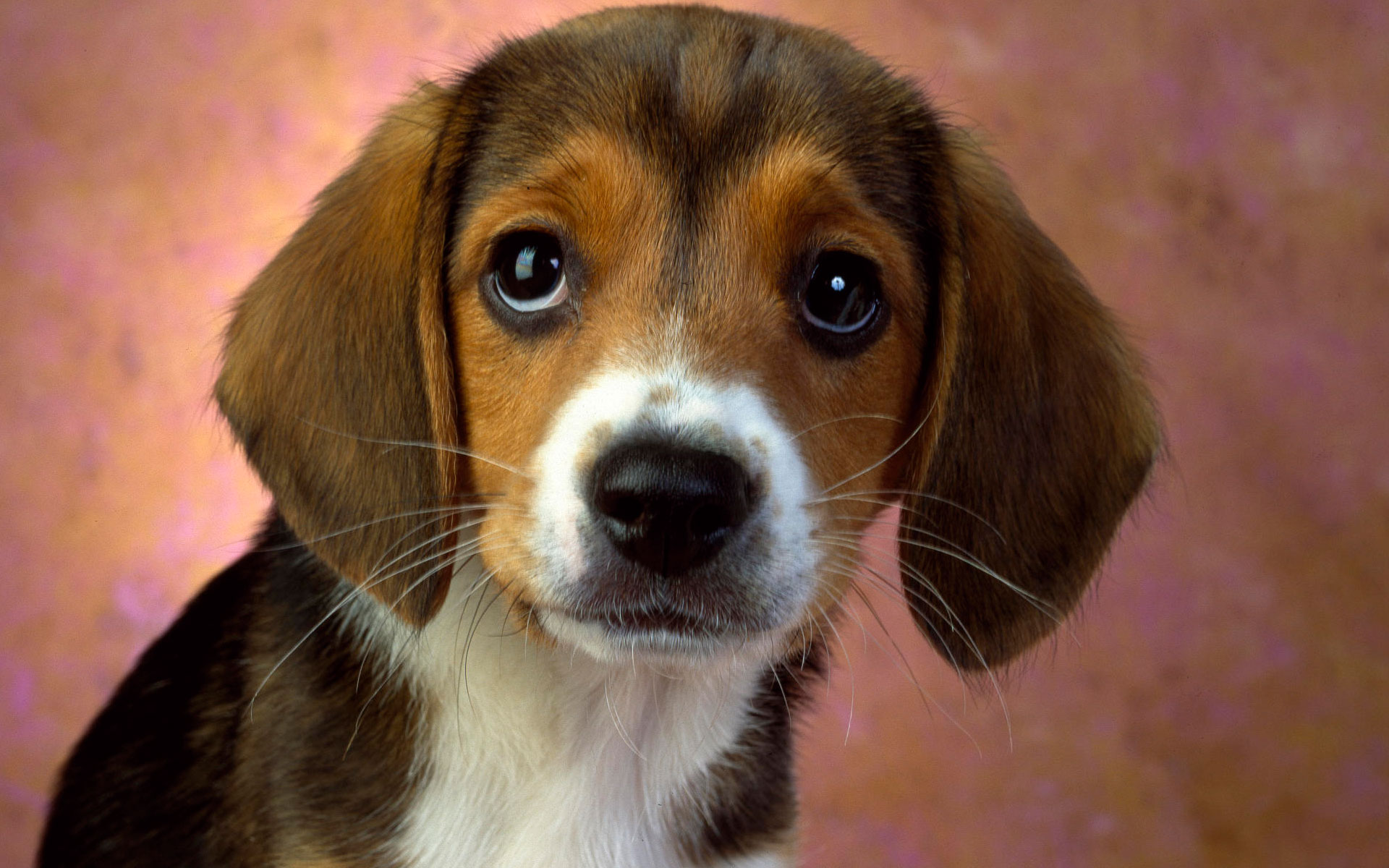 Puppy Eyes Beagle Wallpaper HD