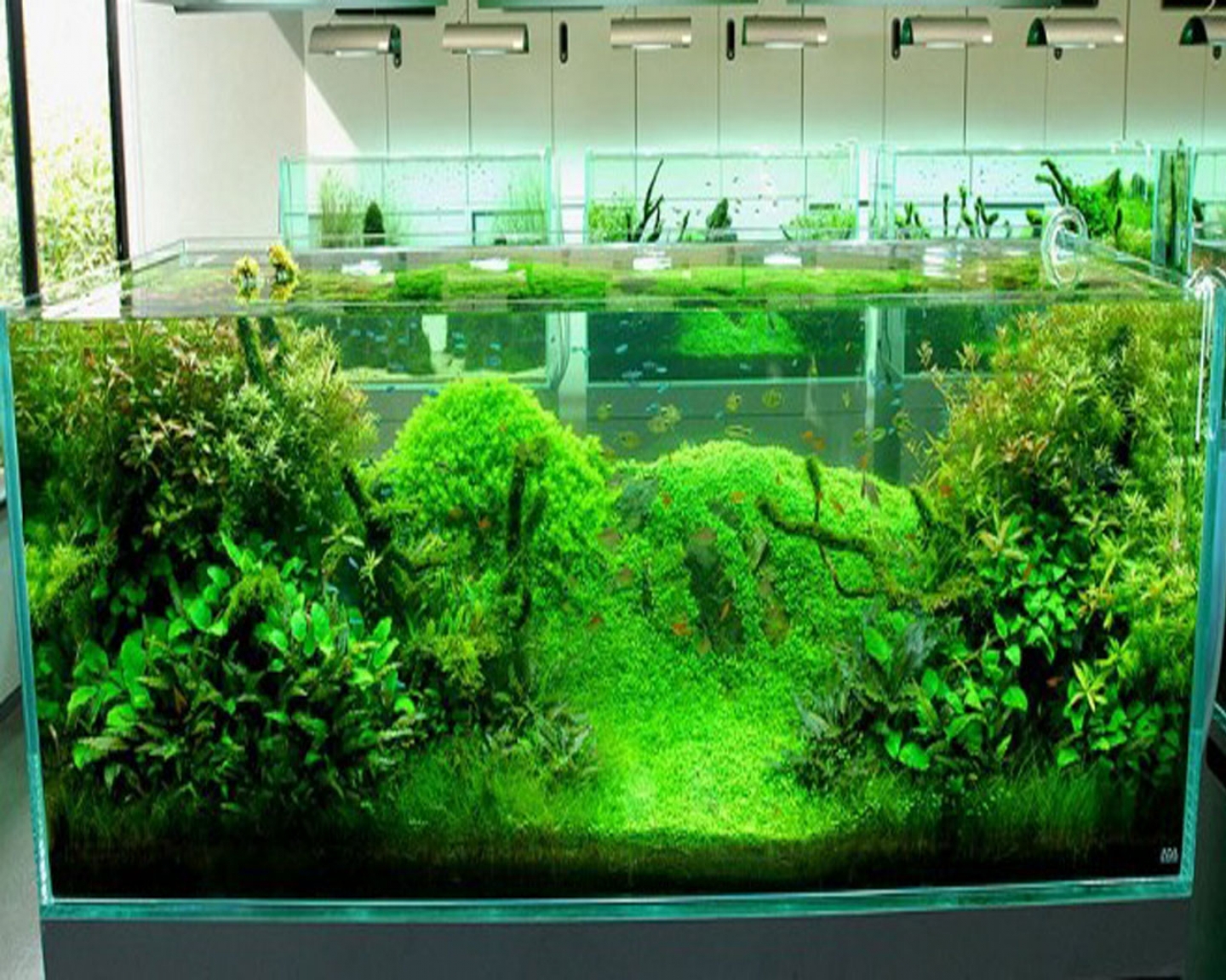 Aquarium Decors Design Ideas In