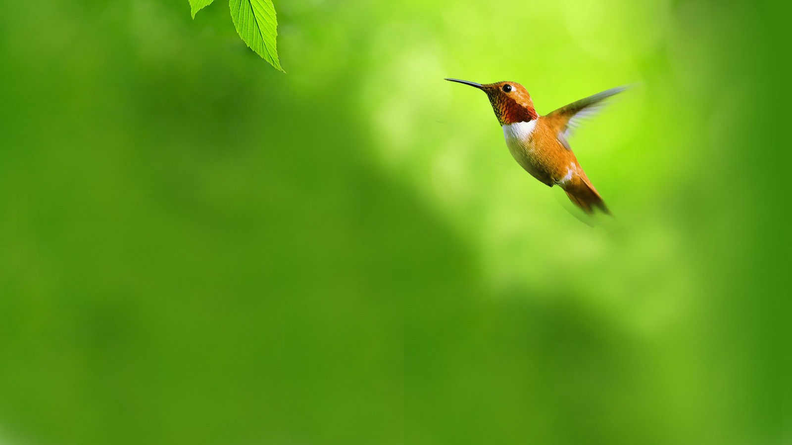 green Flying Birds Opera Web Browser Hummingbirds Opera