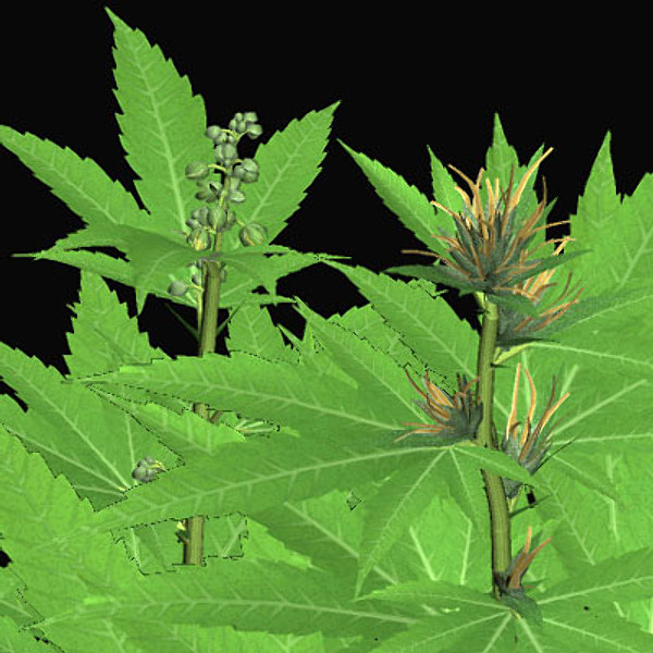 Free download Weed Plant Animated Marijuana plant 3d model for Desktop, Mob...