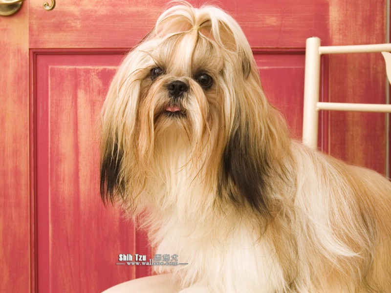 Shih Tzu Pet Dog Desktop