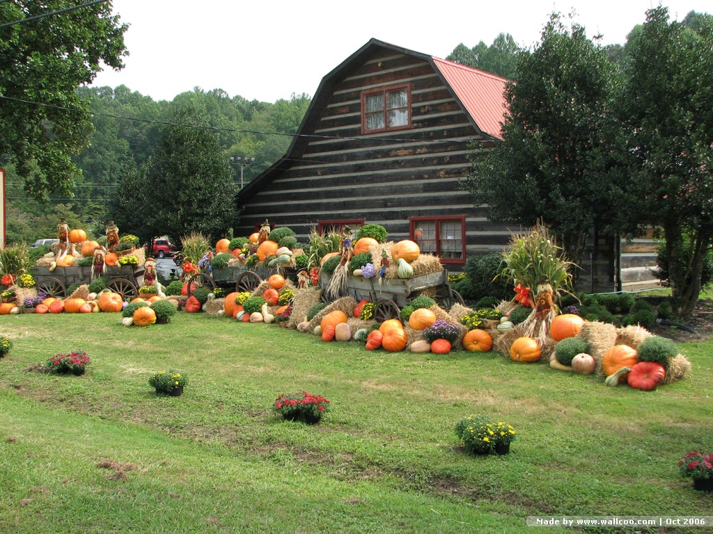 Harvest Scene Of Pumpkins Pumpkin Arrangement Show