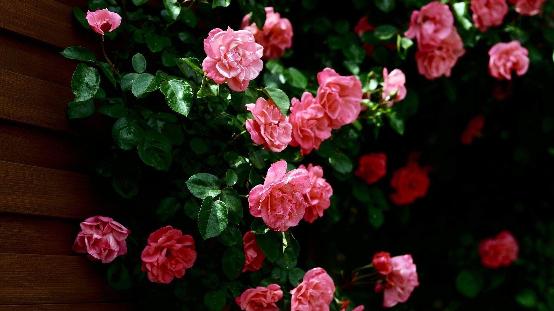 Desktop Background Flowers Wallpaper