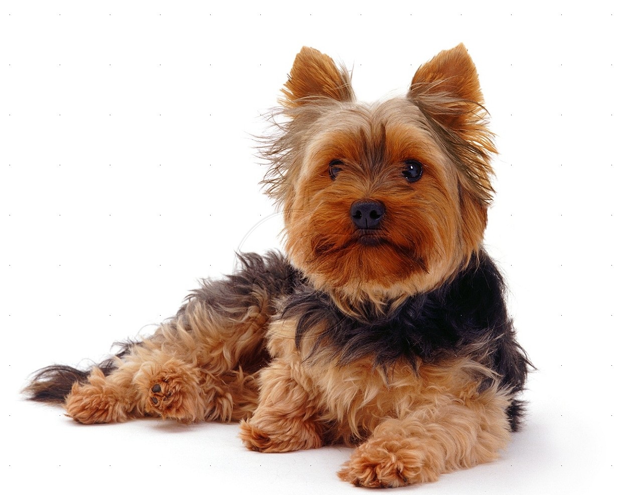 Cute Yorkie Background Dog Breeds Picture