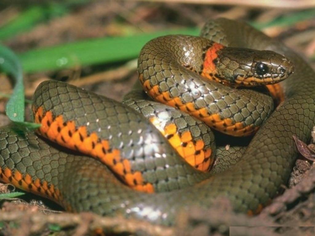 Anaconda Snake Wallpaper HD Background