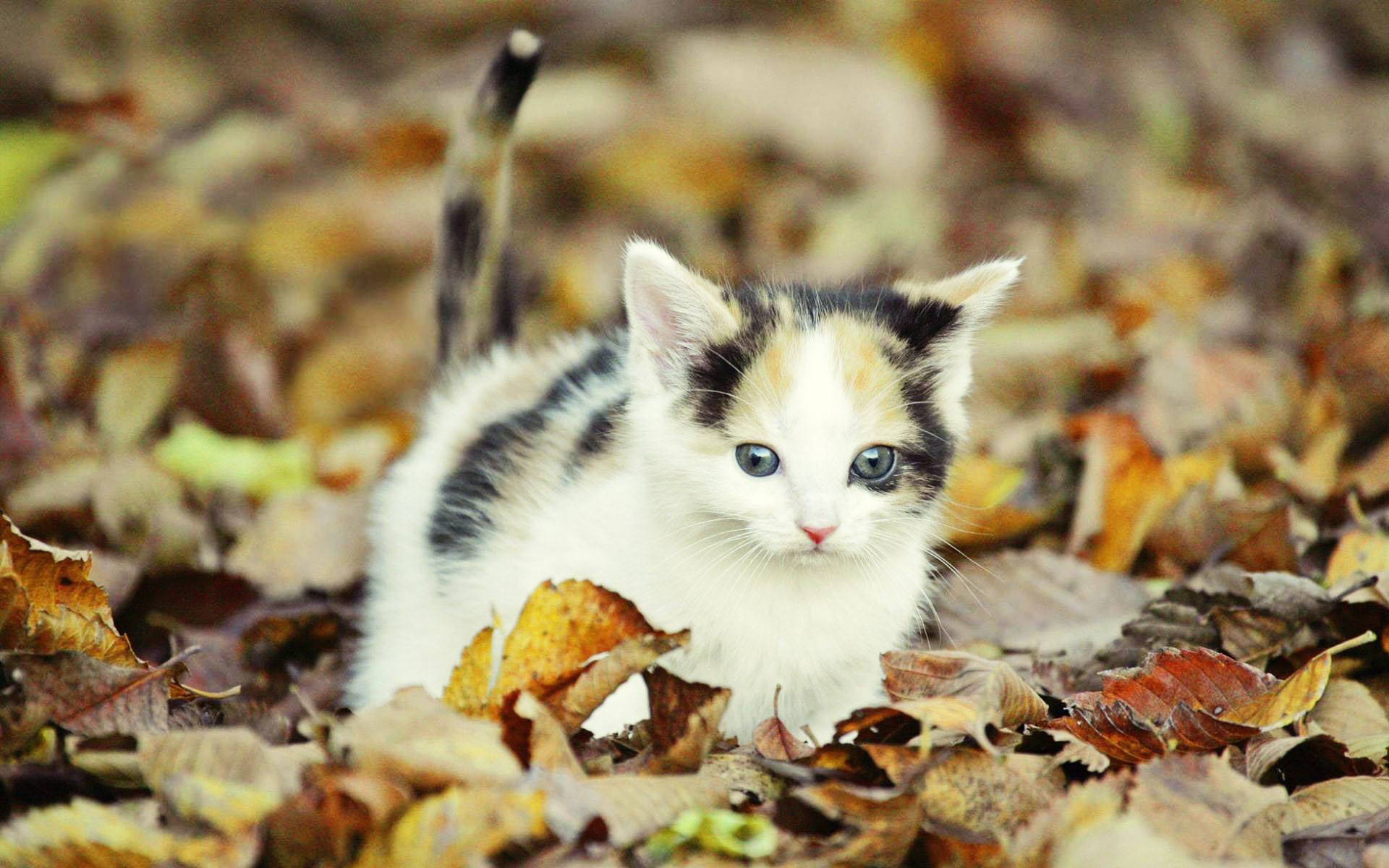 An adorable calico kitten sits amidst a bed of autumn leaves, its bright blue eyes peering curiously at the viewer