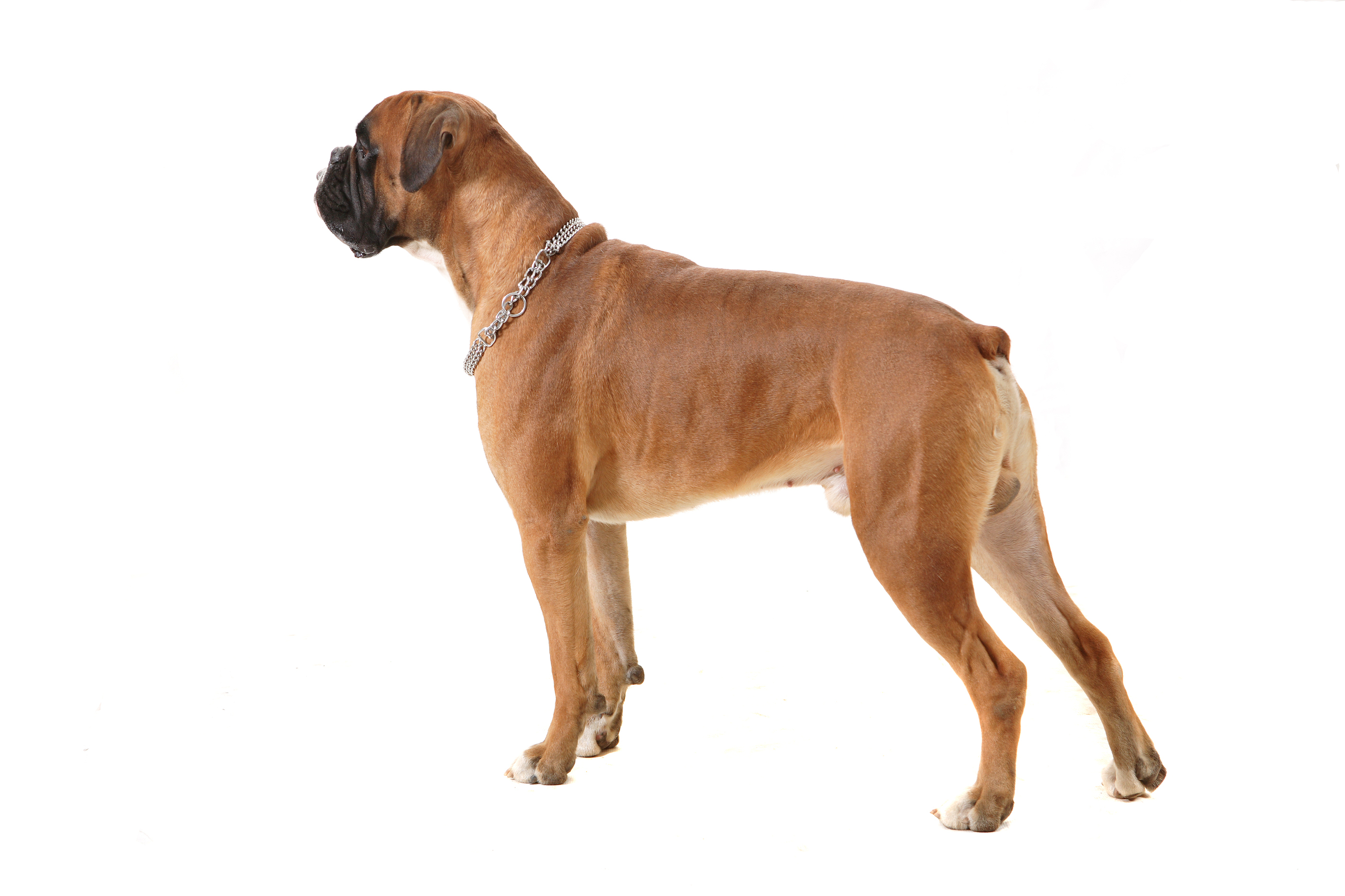 Boxer Posing On White Background Wallpaper And Image