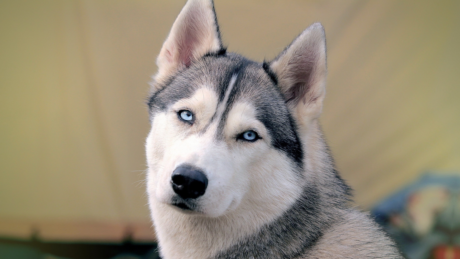 Pics Husky Dogs Wallpaper In Fish Of Dog And