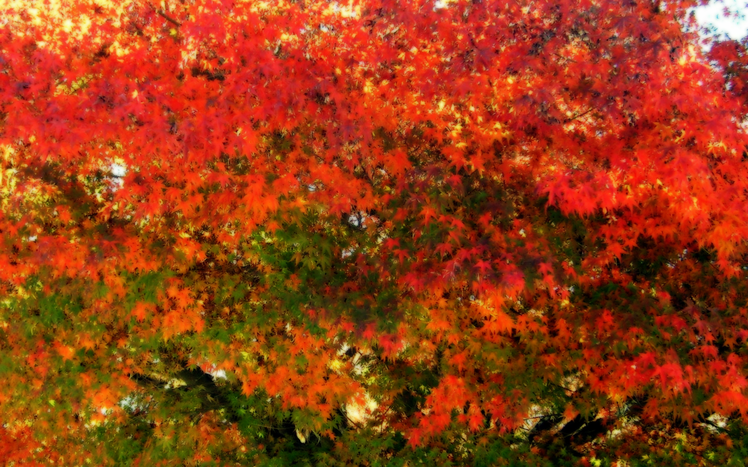 Autumn Covered Bridge Wallpaper