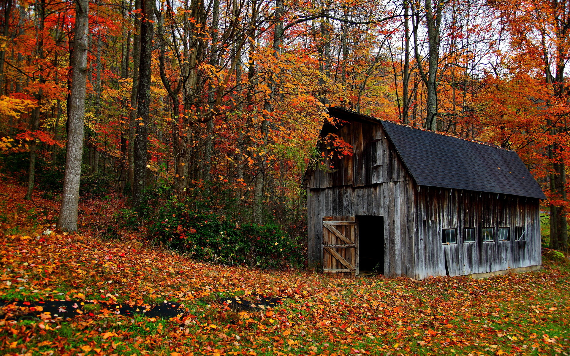 Trees Forest Barn Decay Ruin Retro Autumn Fall Leaves Rustic Wallpaper