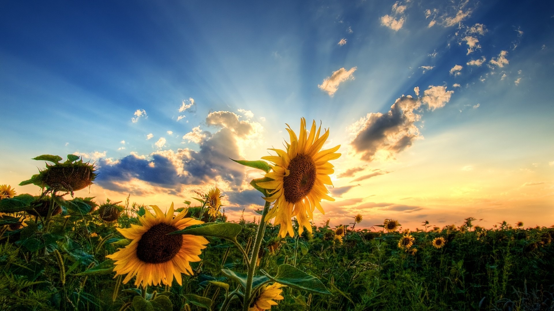Free Download Sunflower Wallpapers Best Wallpapers 1920x1080 For
