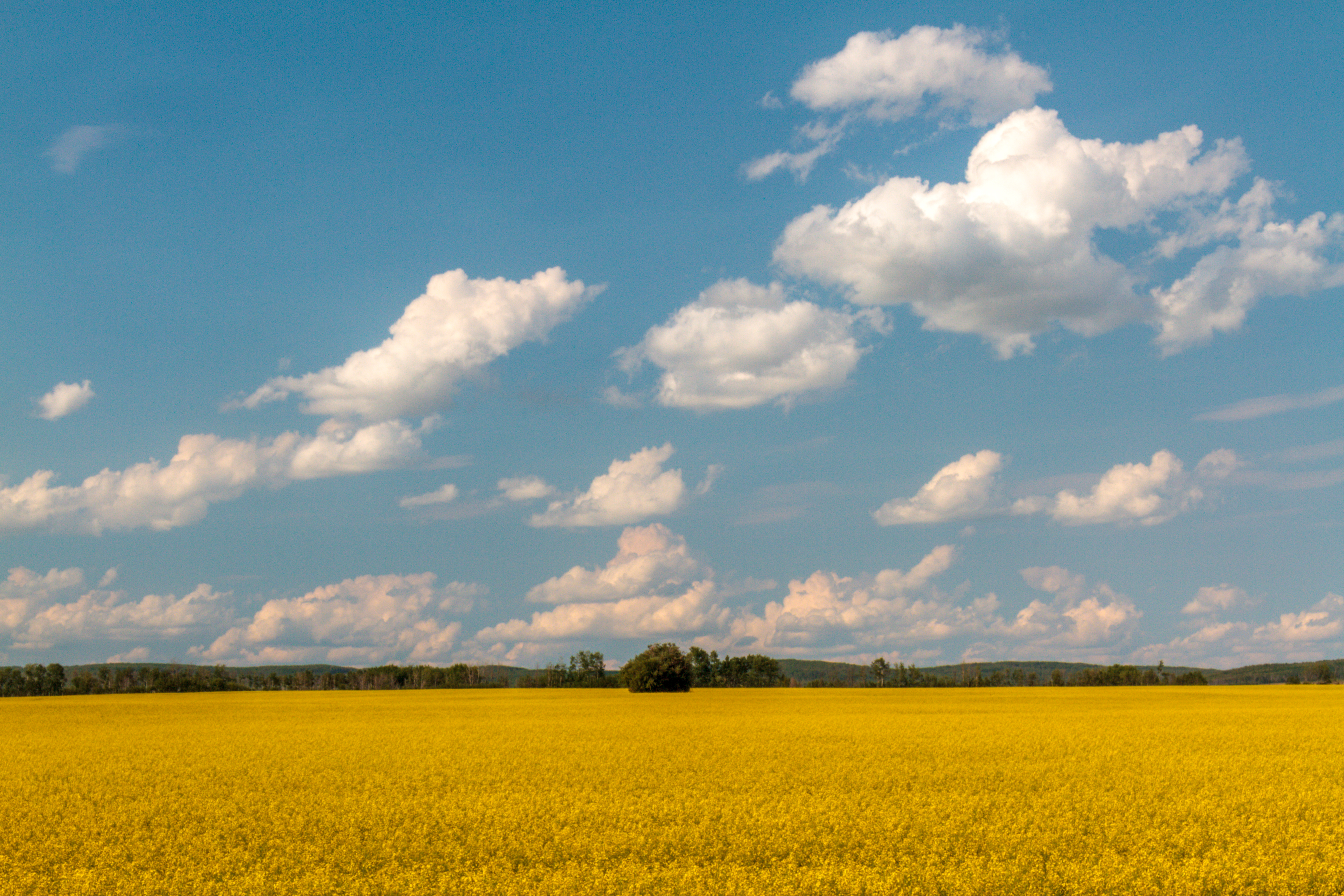 Wallpaper Landscape Sky Field Yellow Farm Canada Alberta