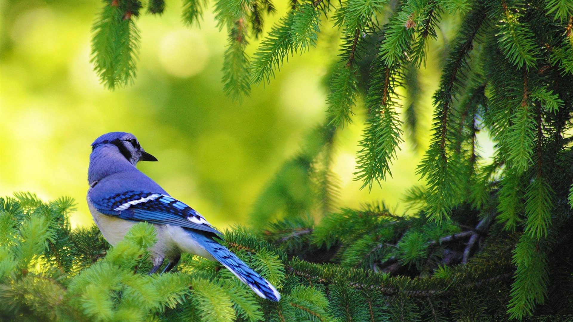 Blue Jay Bird Animal Photography Wallpaper