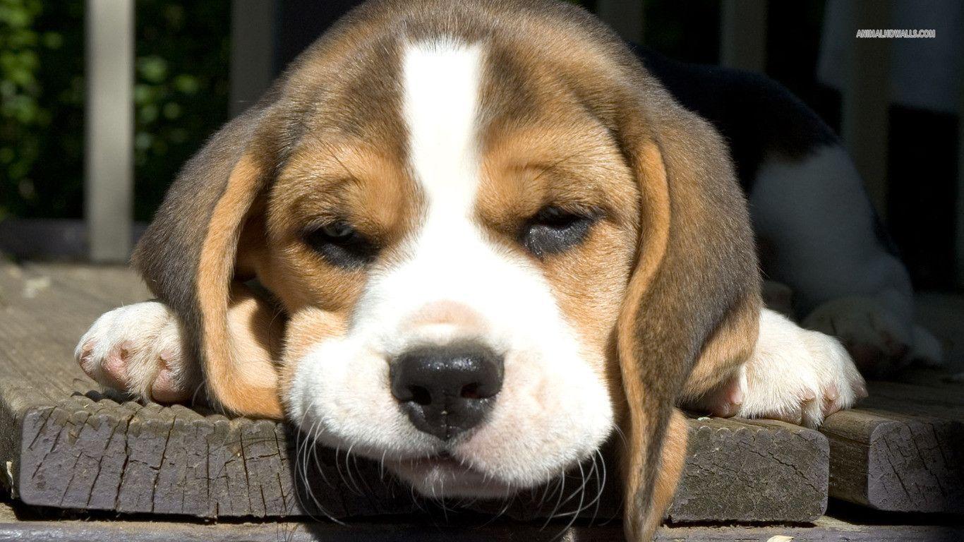 Beagle Puppy Wallpaper